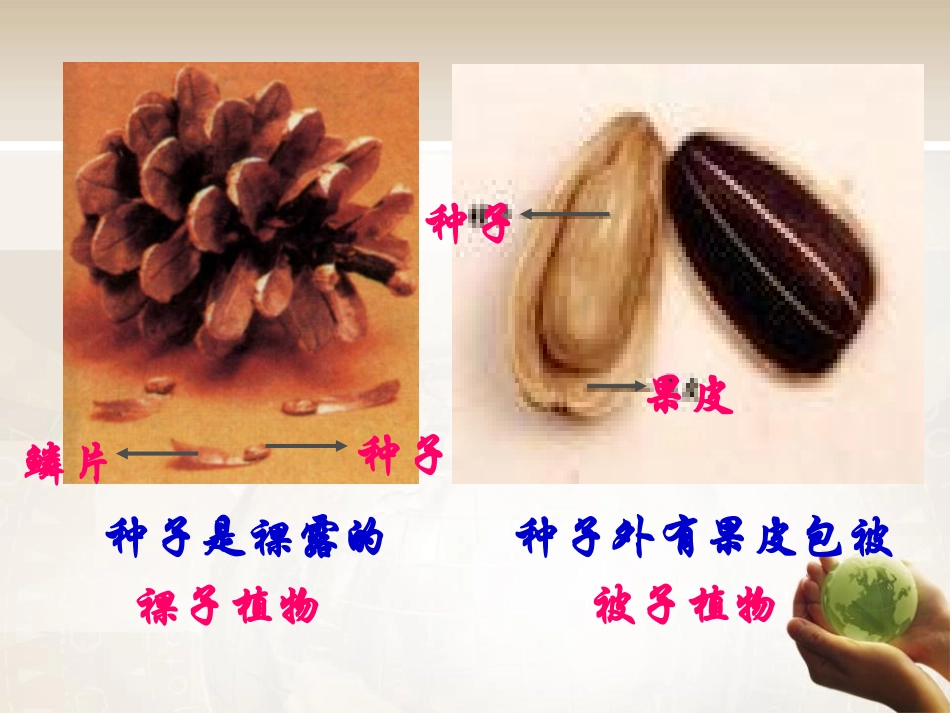 《种子的萌发》被子植物的一生PPT课件[人教版七年级生物]_第3页