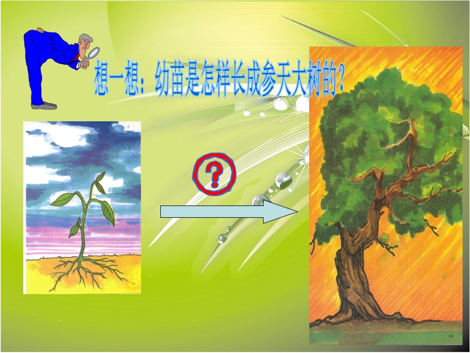 《植株的生长》被子植物的一生PPT课件[人教版七年级生物]_第3页