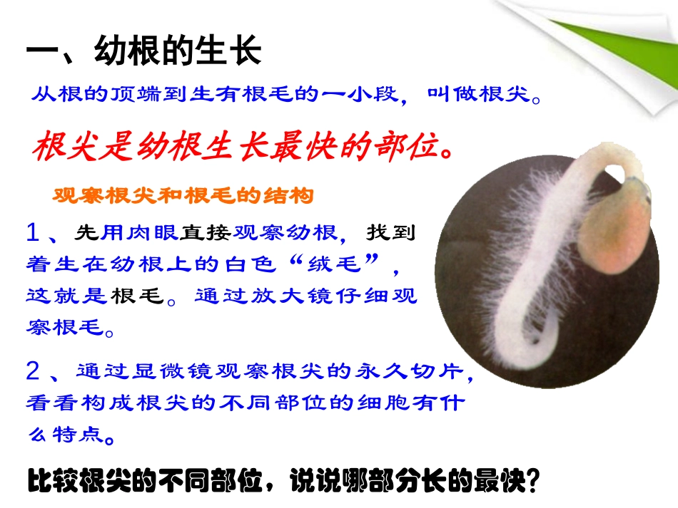《植株的生长》被子植物的一生PPT课件[人教版七年级生物]_第3页