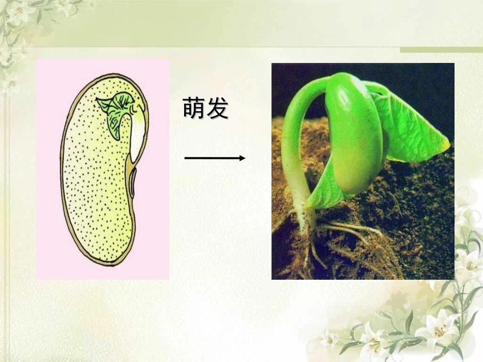 《植株的生长》被子植物的一生PPT课件[人教版七年级生物]_第2页