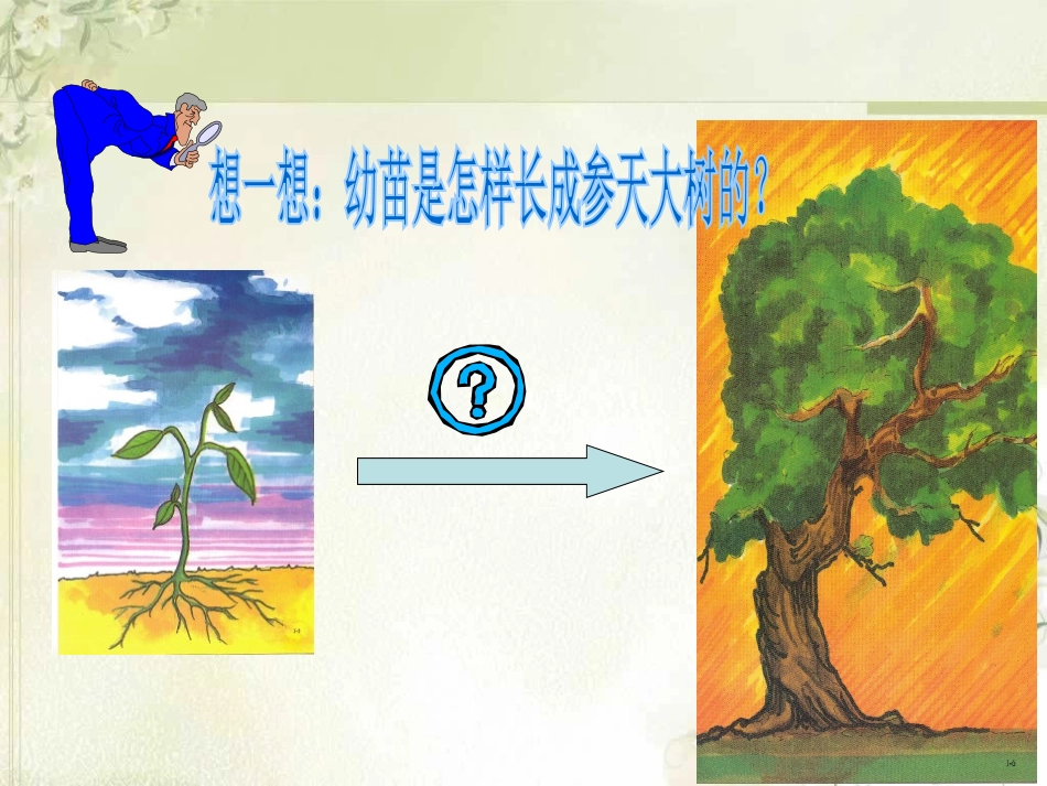 《植株的生长》被子植物的一生PPT课件[人教版七年级生物]_第3页