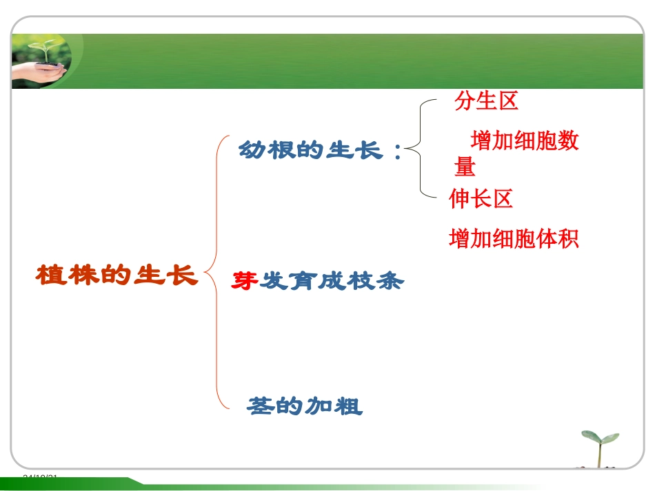 《植株的生长》被子植物的一生PPT课件[人教版七年级生物]_第2页