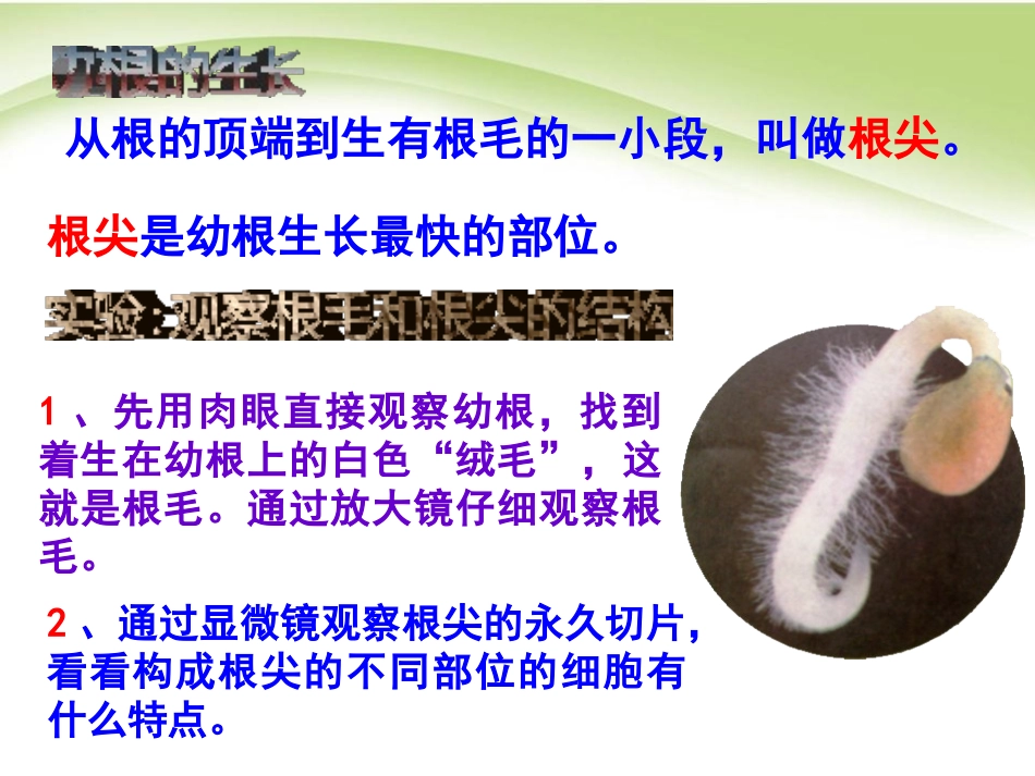 《植株的生长》被子植物的一生PPT课件[人教版七年级生物]_第3页