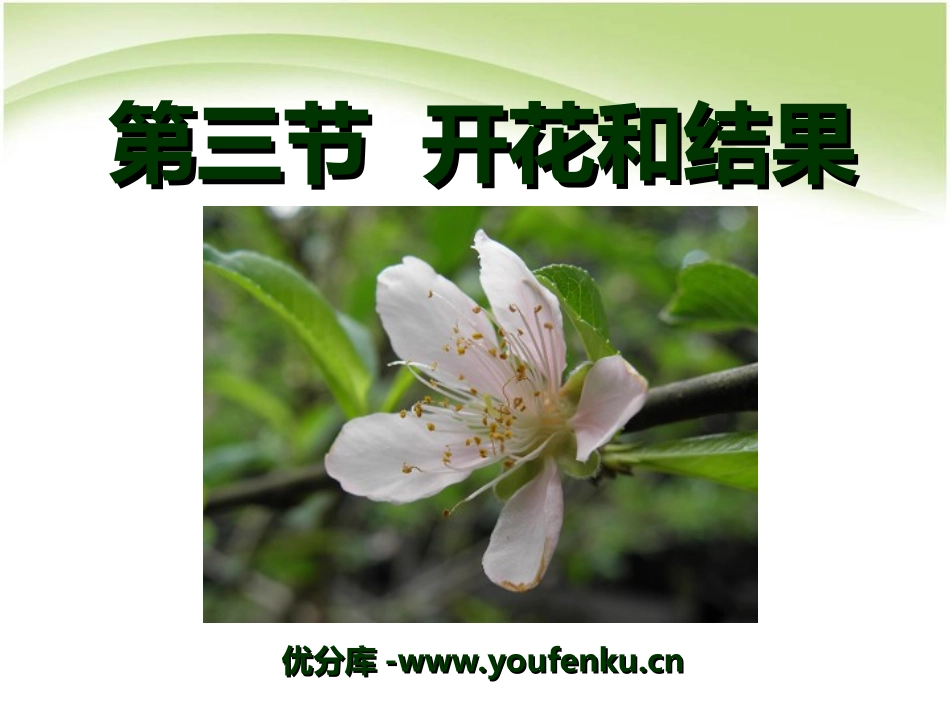 《开花和结果》被子植物的一生PPT课件[人教版七年级生物]_第1页