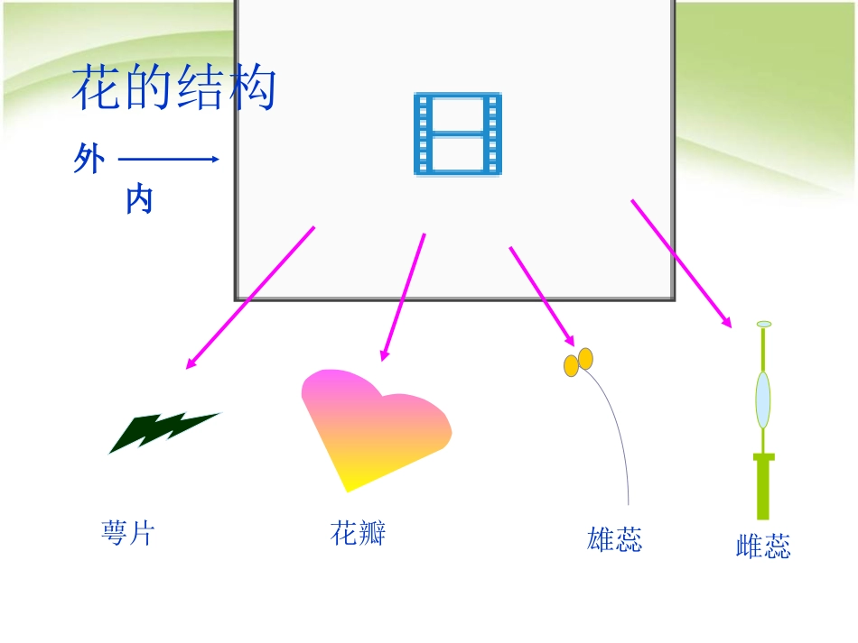 《开花和结果》被子植物的一生PPT课件[人教版七年级生物]_第3页