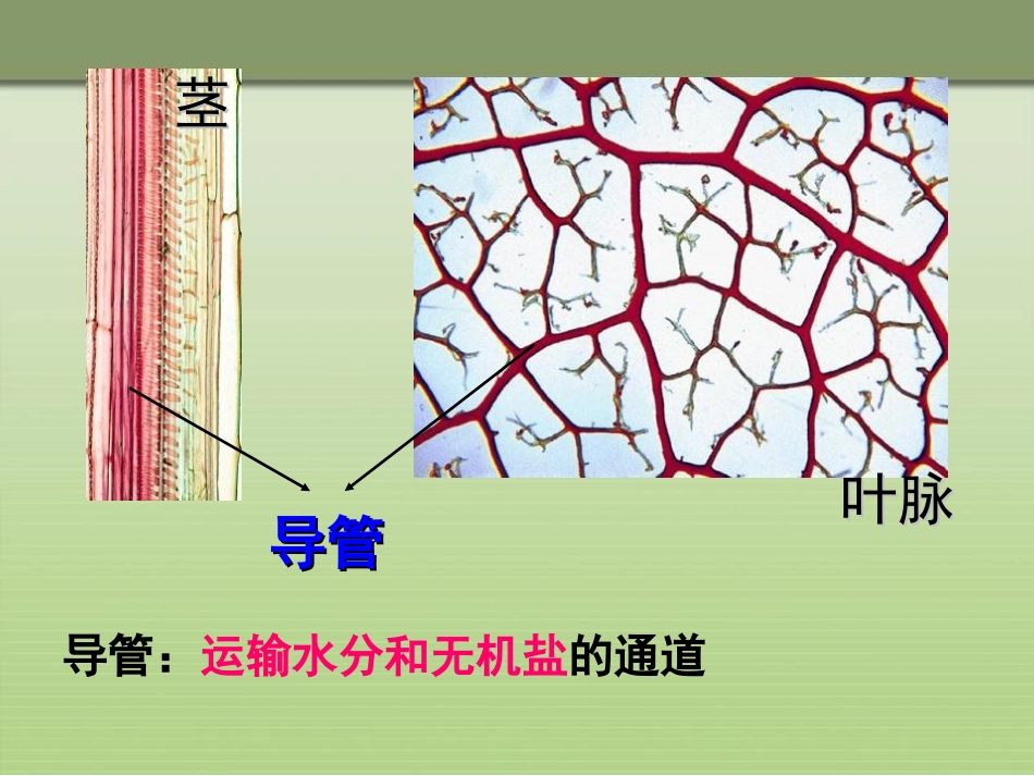 《绿色植物与生物圈的水循环》PPT课件[人教版七年级生物]_第3页