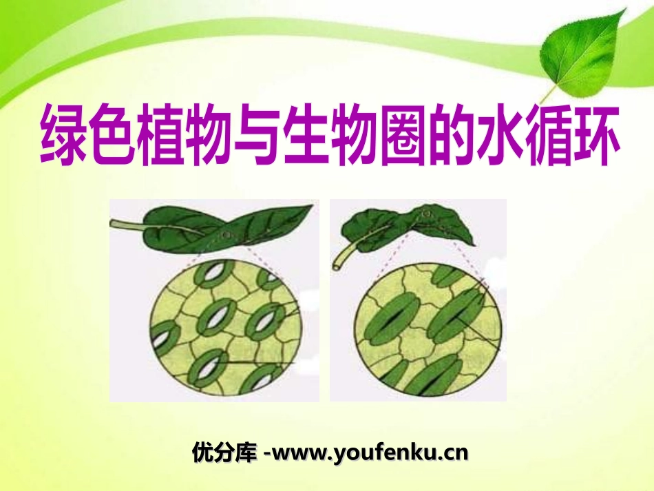 《绿色植物与生物圈的水循环》PPT课件[人教版七年级生物]_第1页