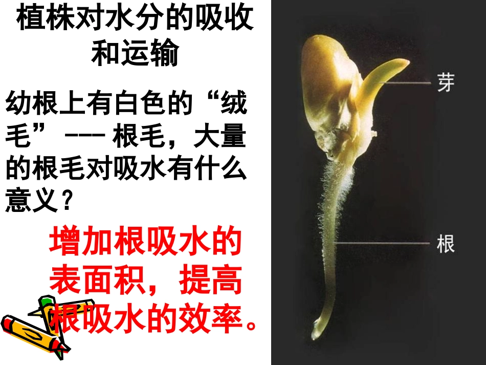 《绿色植物与生物圈的水循环》PPT课件[人教版七年级生物]_第3页
