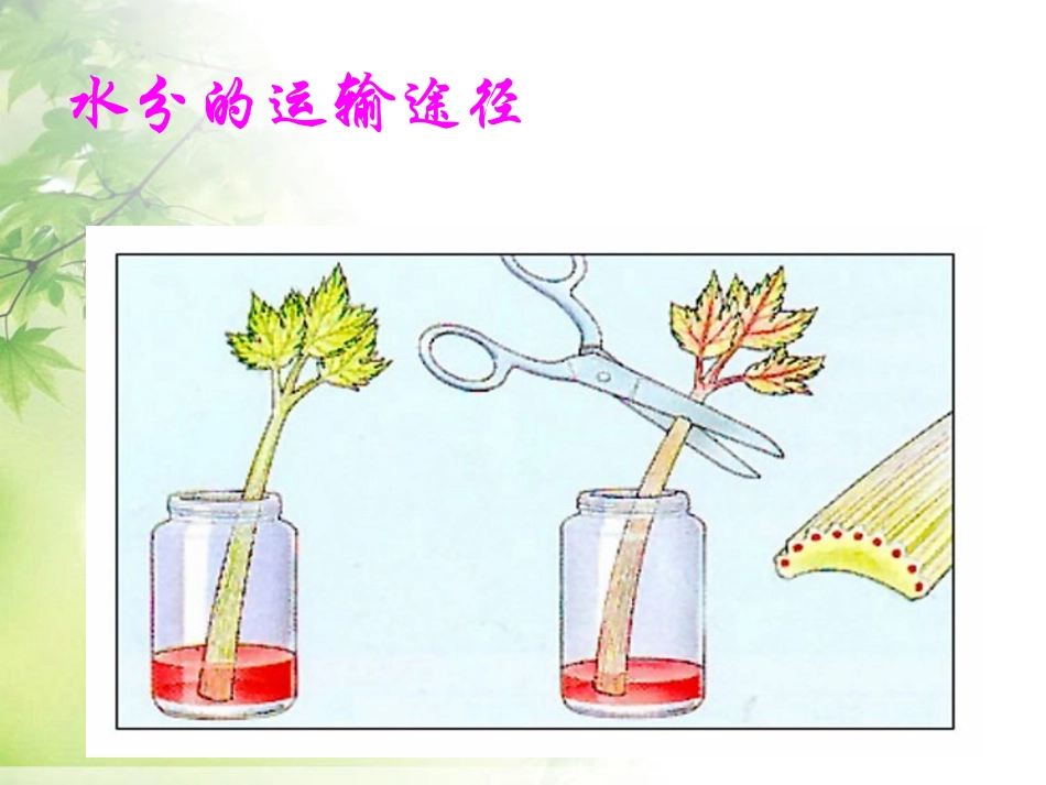 《绿色植物与生物圈的水循环》PPT课件[人教版七年级生物]_第3页