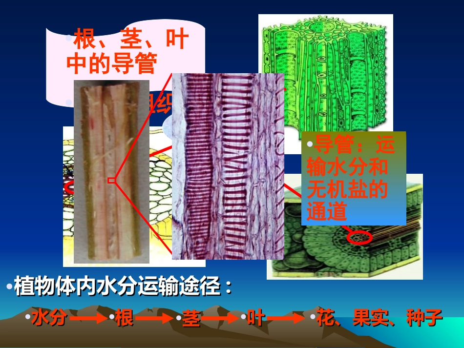 《绿色植物与生物圈的水循环》PPT课件[人教版七年级生物]_第3页