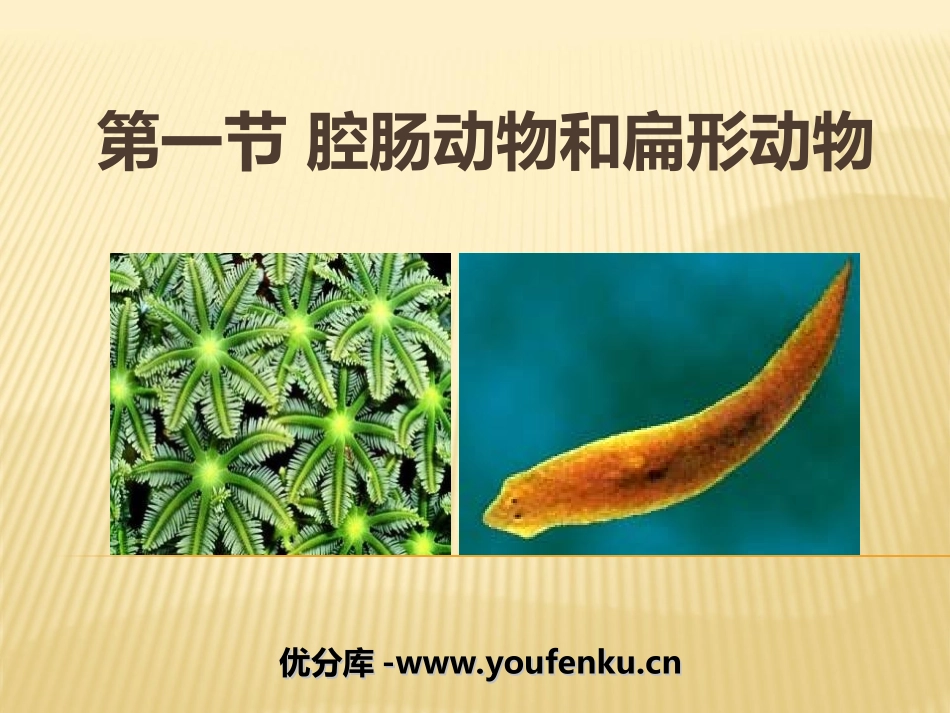 《腔肠动物和扁形动物》动物的主要类群PPT课件[人教版八年级生物]_第1页