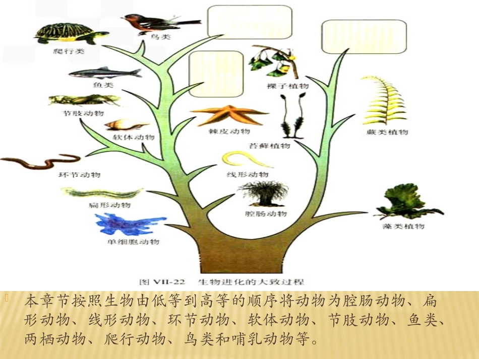《腔肠动物和扁形动物》动物的主要类群PPT课件[人教版八年级生物]_第2页
