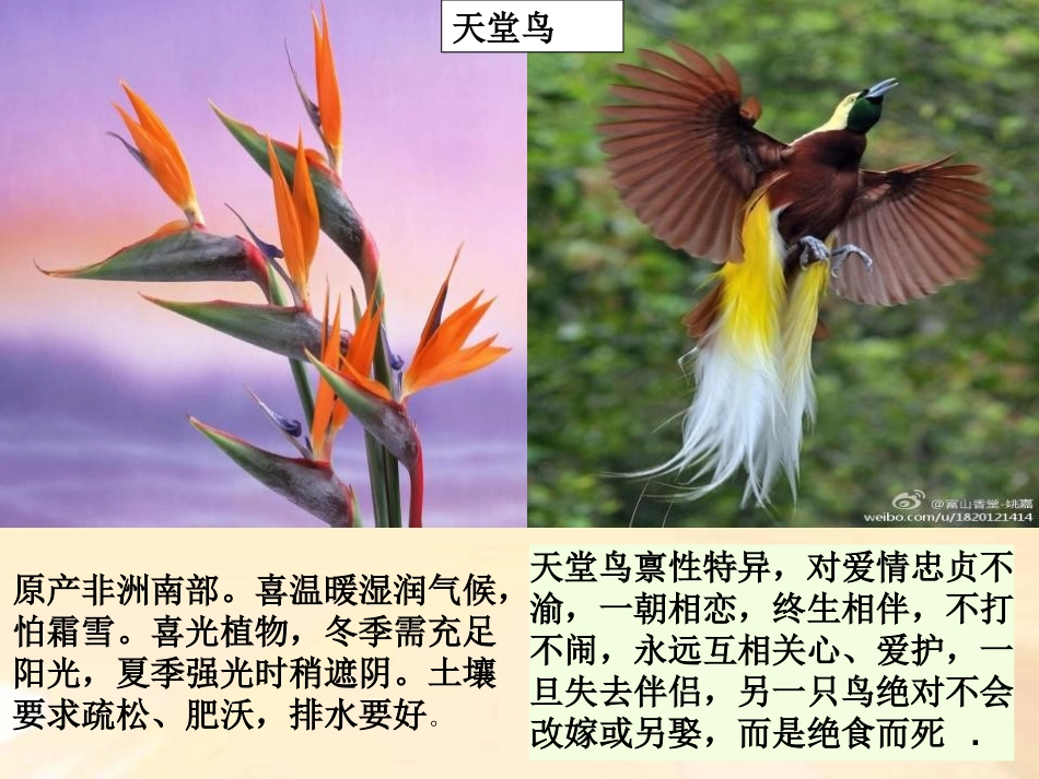 《腔肠动物和扁形动物》动物的主要类群PPT课件[人教版八年级生物]_第3页