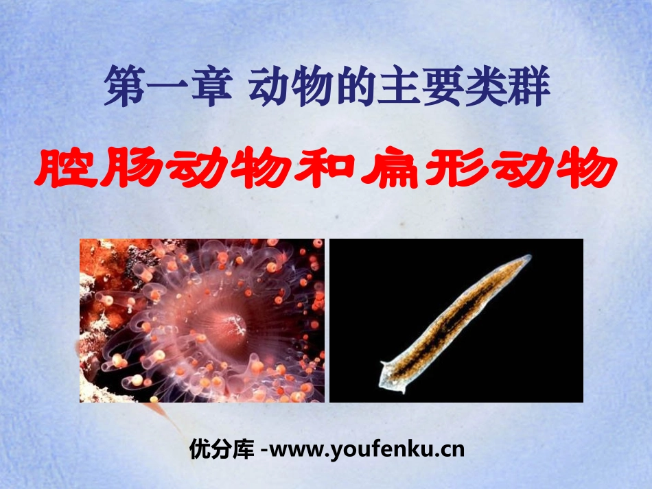 《腔肠动物和扁形动物》动物的主要类群PPT课件[人教版八年级生物]_第1页