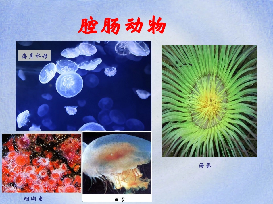 《腔肠动物和扁形动物》动物的主要类群PPT课件[人教版八年级生物]_第2页