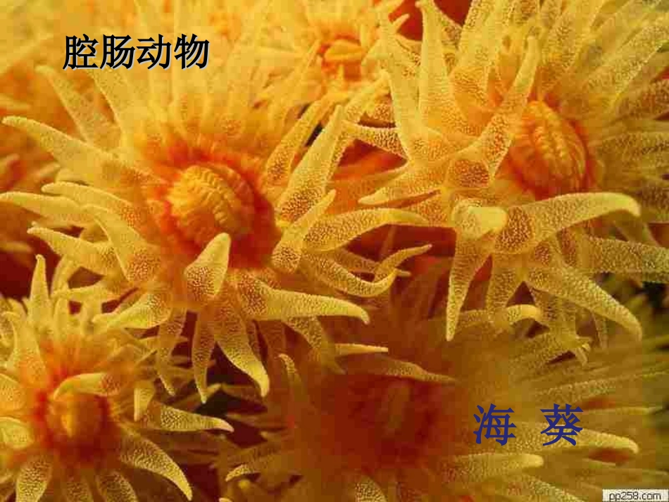 《腔肠动物和扁形动物》动物的主要类群PPT课件[人教版八年级生物]_第3页