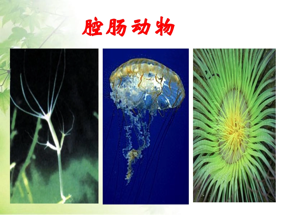 《腔肠动物和扁形动物》动物的主要类群PPT课件[人教版八年级生物]_第2页