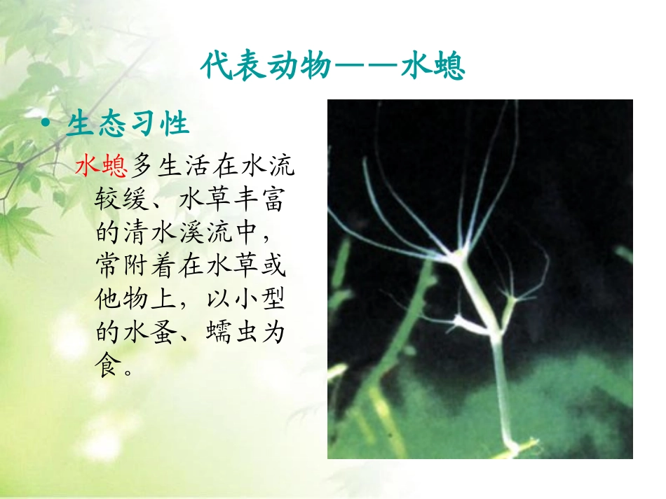 《腔肠动物和扁形动物》动物的主要类群PPT课件[人教版八年级生物]_第3页