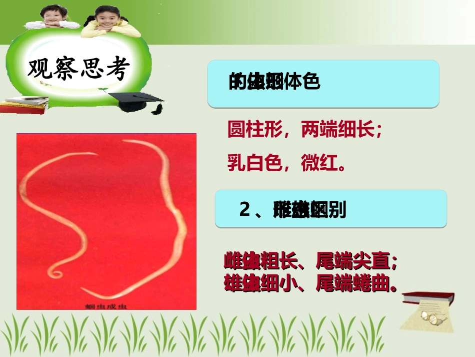 《线形动物和环节动物》动物的主要类群PPT课件[人教版八年级生物]_第2页