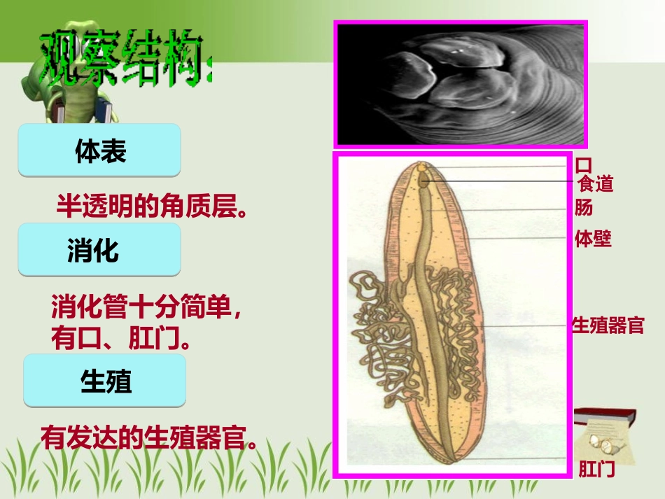 《线形动物和环节动物》动物的主要类群PPT课件[人教版八年级生物]_第3页