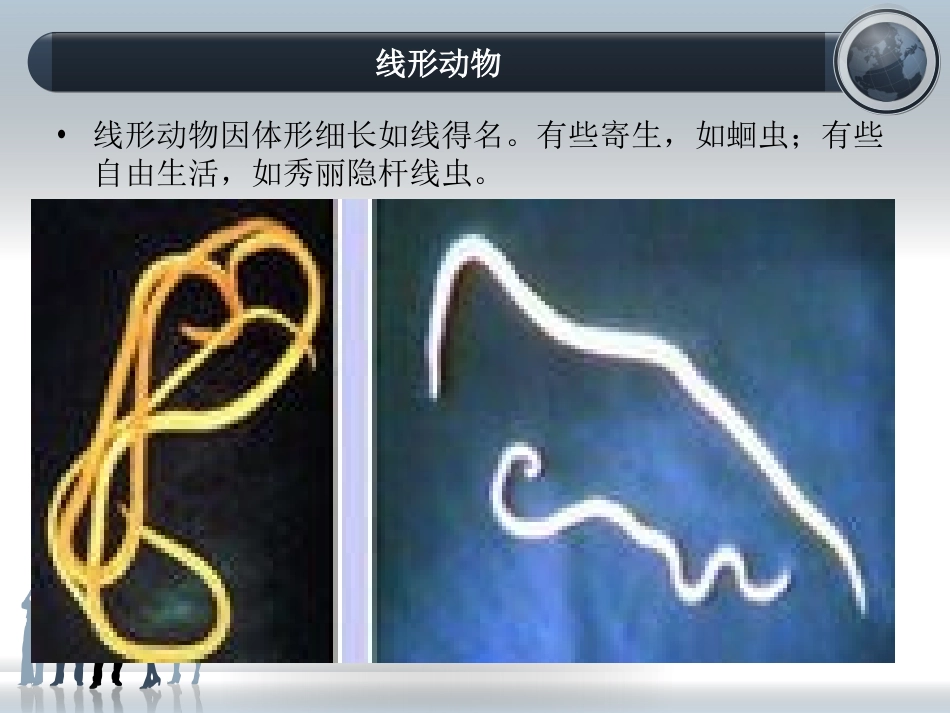 《线形动物和环节动物》动物的主要类群PPT课件[人教版八年级生物]_第2页