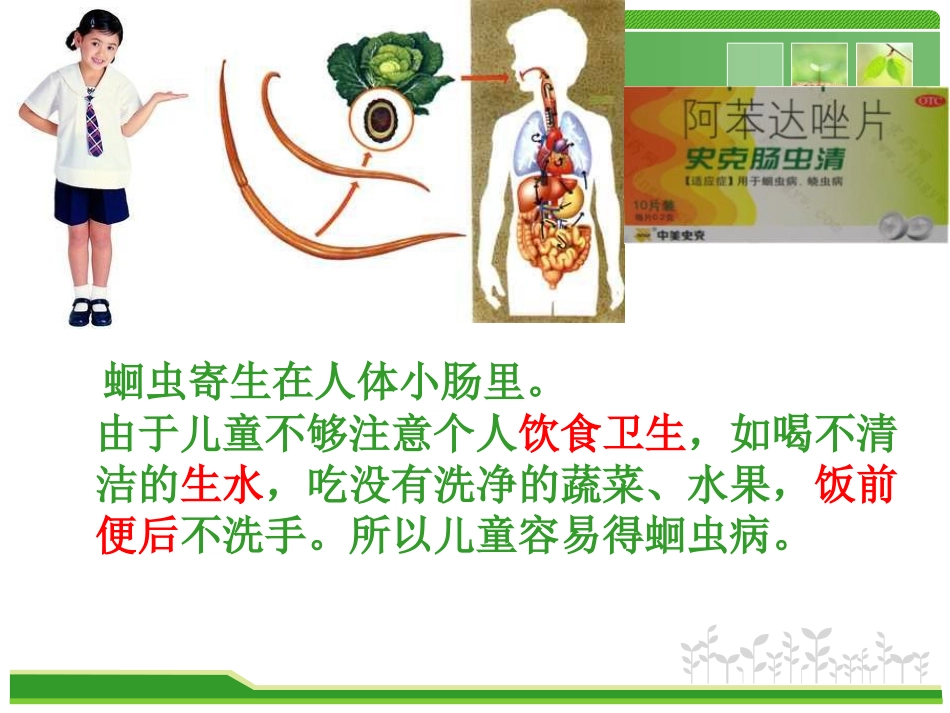 《线形动物和环节动物》动物的主要类群PPT课件[人教版八年级生物]_第3页