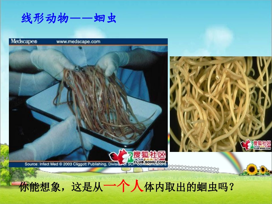 《线形动物和环节动物》动物的主要类群PPT课件[人教版八年级生物]_第2页