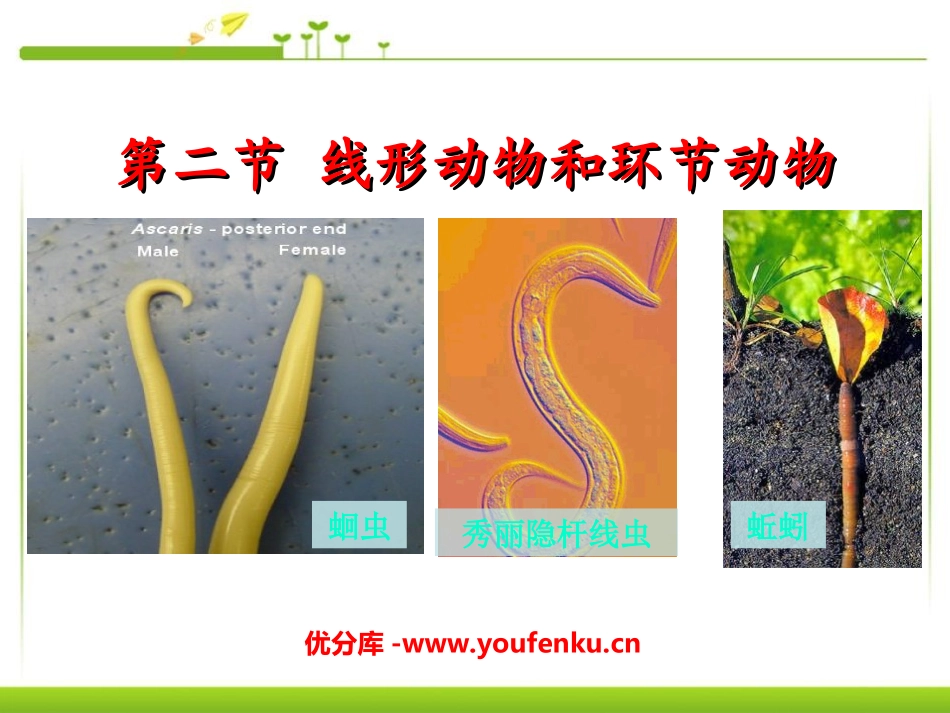 《线形动物和环节动物》动物的主要类群PPT课件[人教版八年级生物]_第1页
