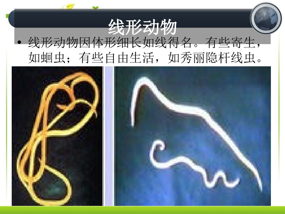 《线形动物和环节动物》动物的主要类群PPT课件[人教版八年级生物]_第2页