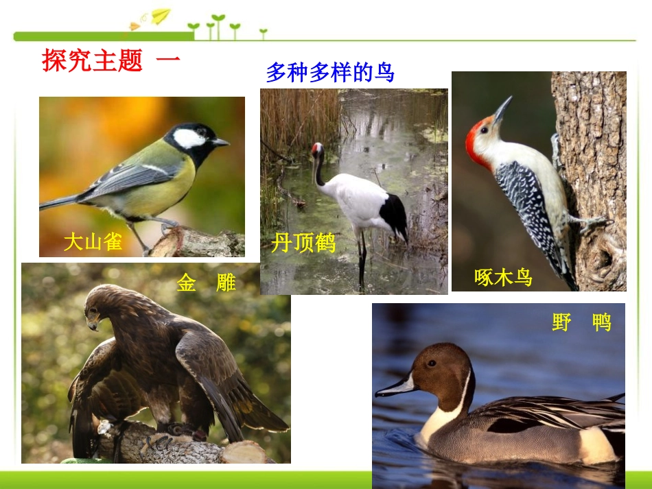 《鸟》动物的主要类群PPT课件[人教版八年级生物上册]_第3页