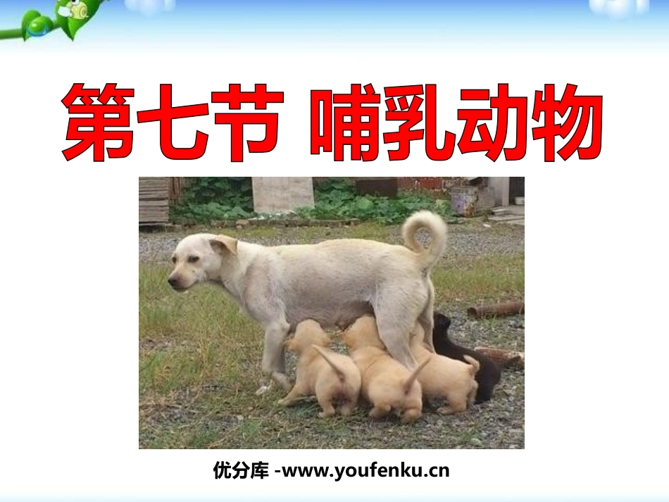 《哺乳动物》动物的主要类群PPT课件[人教版八年级生物上册]_第1页