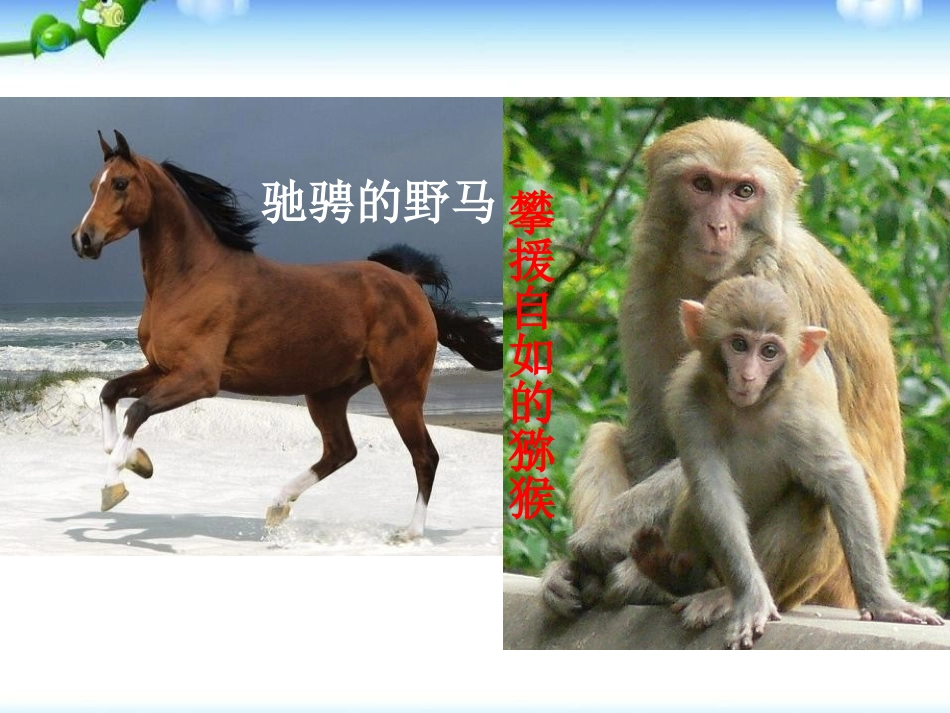 《哺乳动物》动物的主要类群PPT课件[人教版八年级生物上册]_第2页