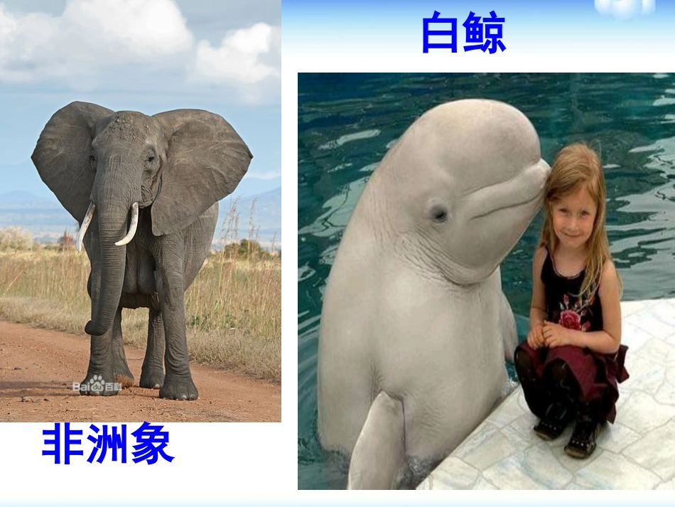 《哺乳动物》动物的主要类群PPT课件[人教版八年级生物上册]_第3页