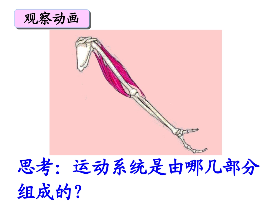 《动物的运动》动物的运动和行为PPT课件[人教版八年级生物]_第3页
