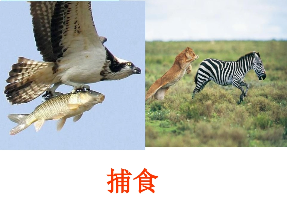 《动物的运动》动物的运动和行为PPT课件[人教版八年级生物]_第3页