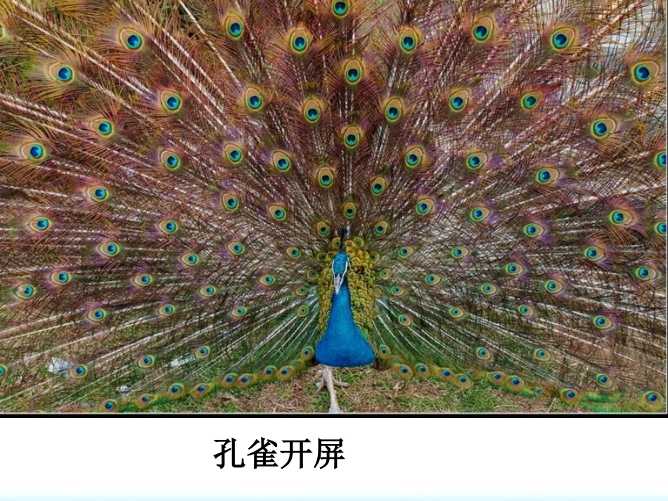《动物的运动》动物的运动和行为PPT课件[人教版八年级生物]_第3页