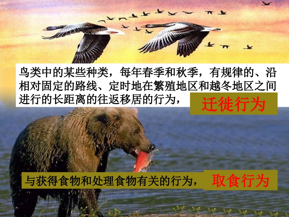 《先天性行为和学习行为》动物的运动和行为PPT课件_第3页