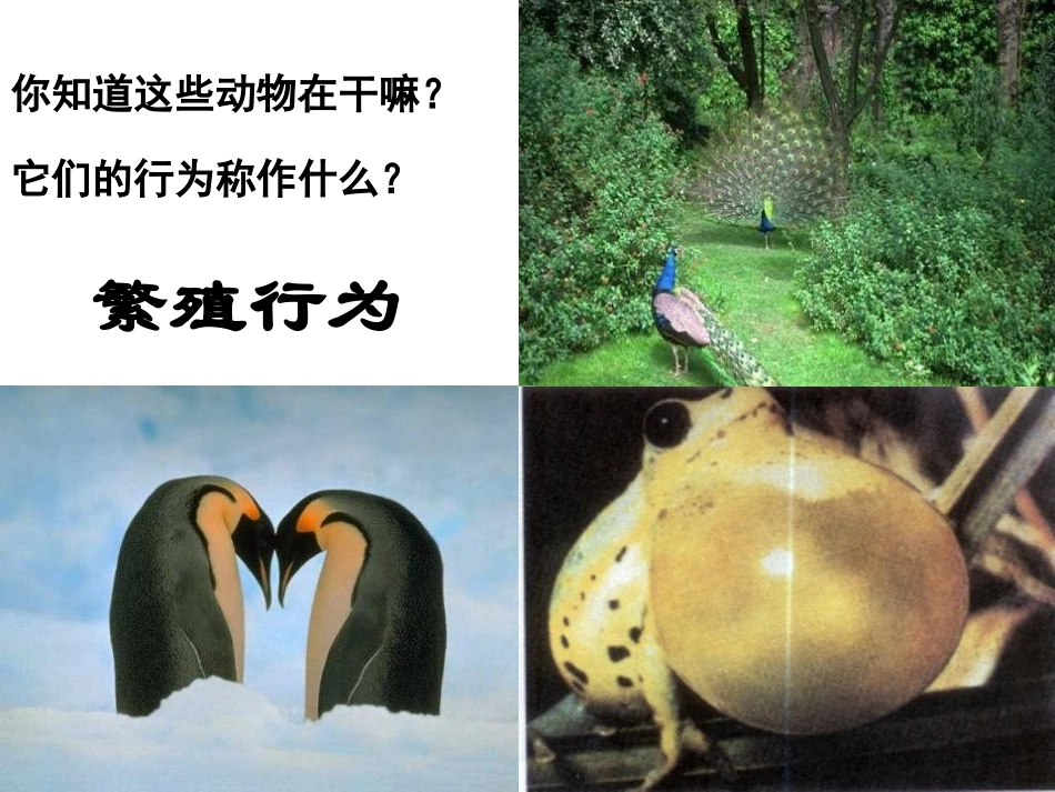 《先天性行为和学习行为》动物的运动和行为PPT课件_第3页