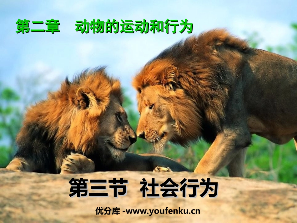 《社会行为》动物的运动和行为PPT课件[人教版八年级生物]_第1页