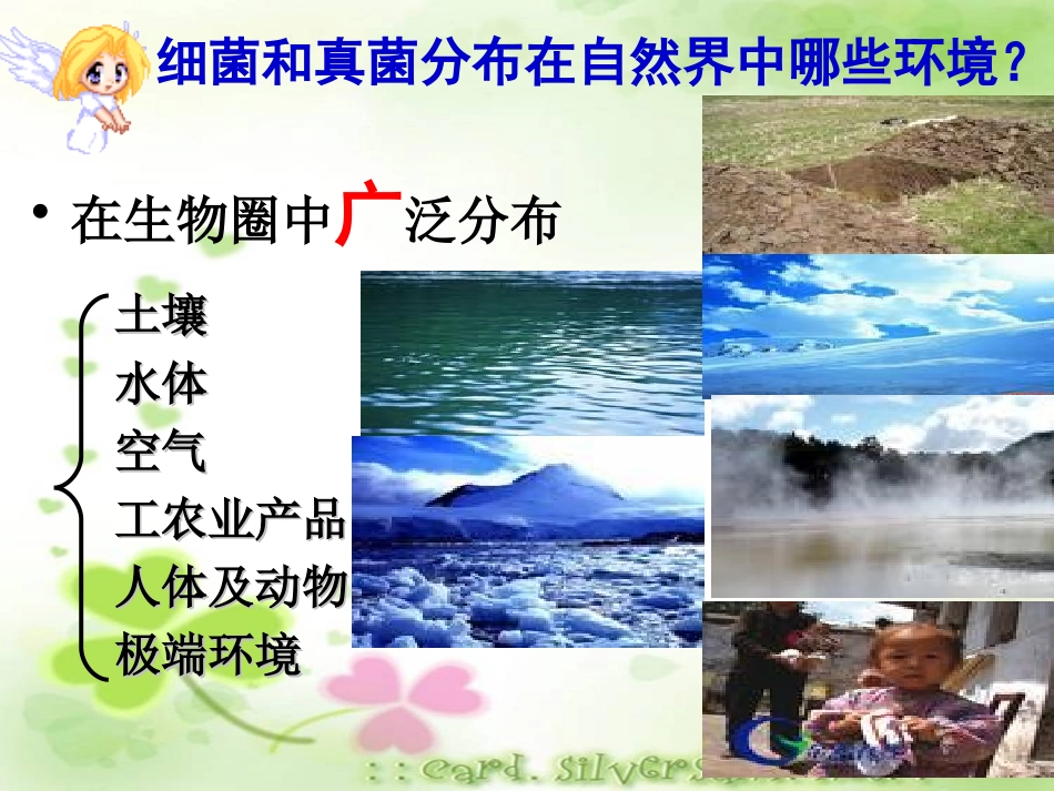 《细菌和真菌的分布》细菌和真菌PPT课件[人教版八年级生物]_第3页