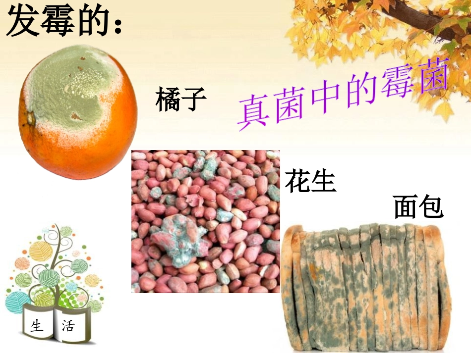 《细菌和真菌的分布》细菌和真菌PPT课件[人教版八年级生物]_第3页