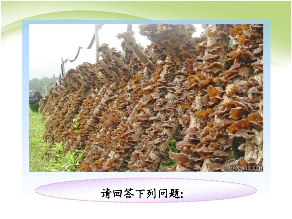 《细菌和真菌的分布》细菌和真菌PPT课件[人教版八年级生物]_第2页