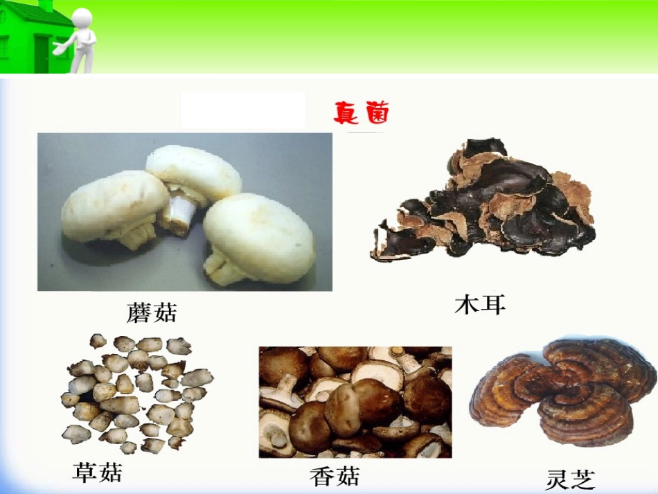 《细菌和真菌的分布》细菌和真菌PPT课件[人教版八年级生物]_第2页