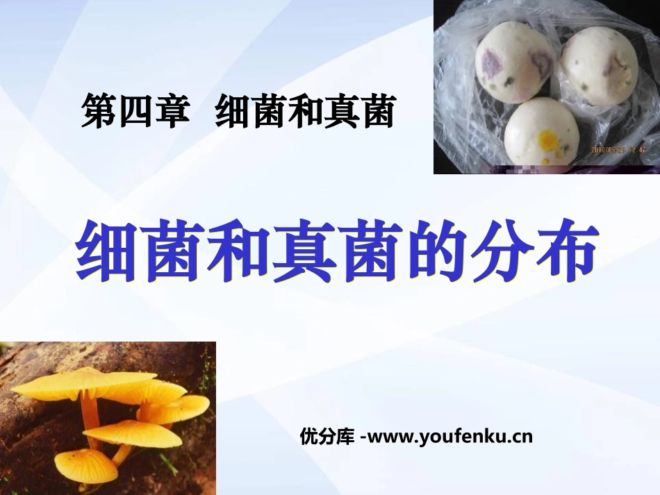 《细菌和真菌的分布》细菌和真菌PPT课件[人教版八年级生物]_第1页