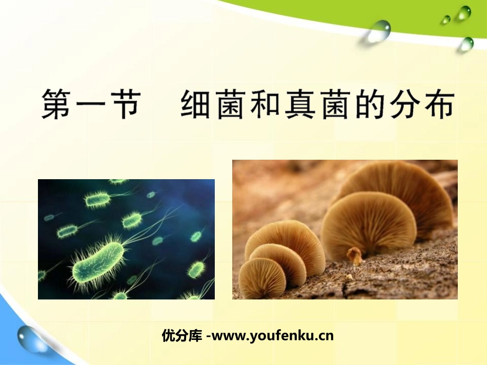 《细菌和真菌的分布》细菌和真菌PPT课件[人教版八年级生物]_第1页