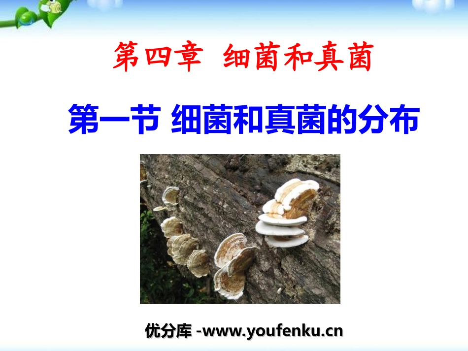 《细菌和真菌的分布》细菌和真菌PPT课件[人教版八年级生物]_第1页
