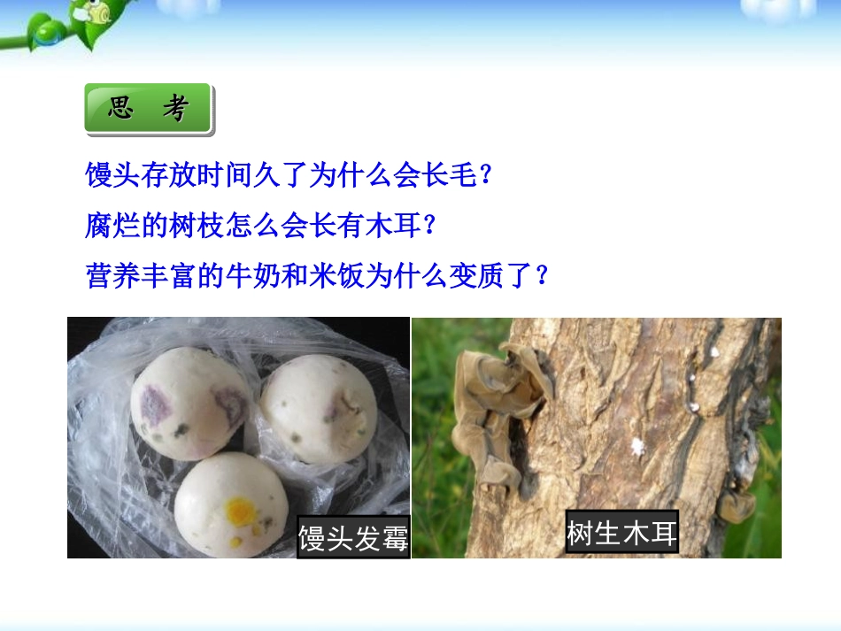 《细菌和真菌的分布》细菌和真菌PPT课件[人教版八年级生物]_第3页