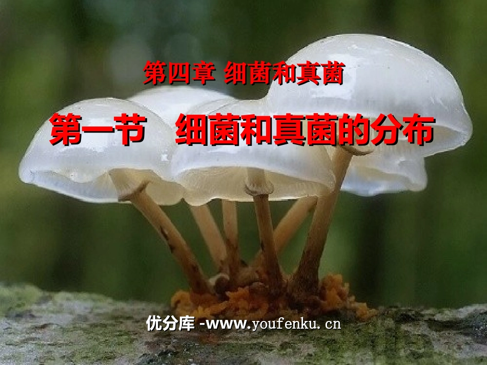 《细菌和真菌的分布》细菌和真菌PPT课件[人教版八年级生物]_第1页