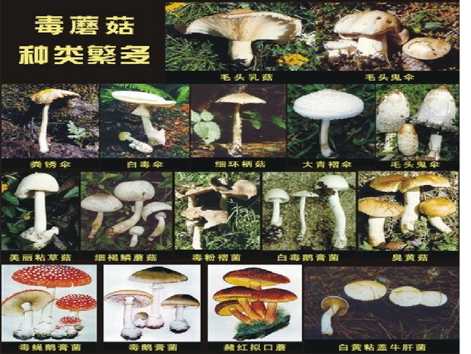 《细菌和真菌的分布》细菌和真菌PPT课件[人教版八年级生物]_第2页