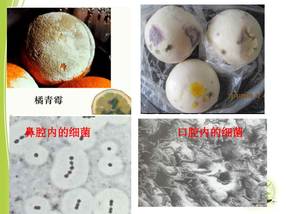 《细菌和真菌的分布》细菌和真菌PPT课件[人教版八年级生物]_第3页